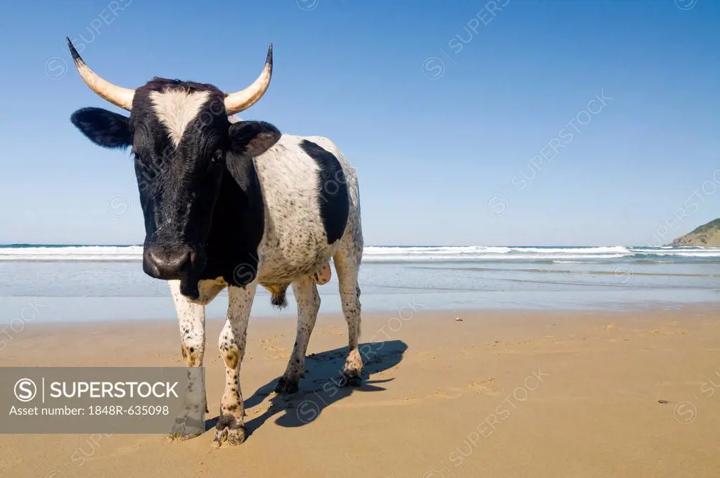 Cow on a beach, Wild Coast or Transkei, Eastern Cape, South Africa, Africa