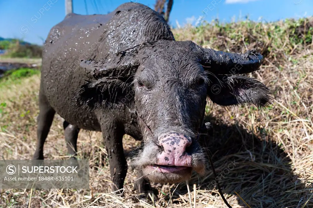 Wild water buffalo (Bubalus arnee), northern Thailand, Thailand, Asia