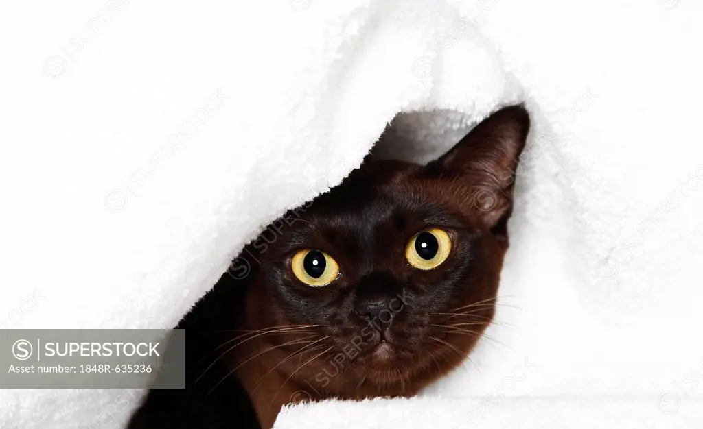 Burmese cat peeking out from under blanket