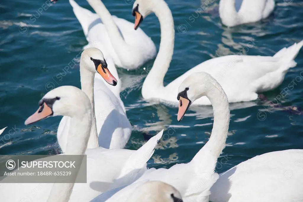 Mute swans (Cygnus olor) waiting for food, Lake Zurich, Zurich, Switzerland, Europe