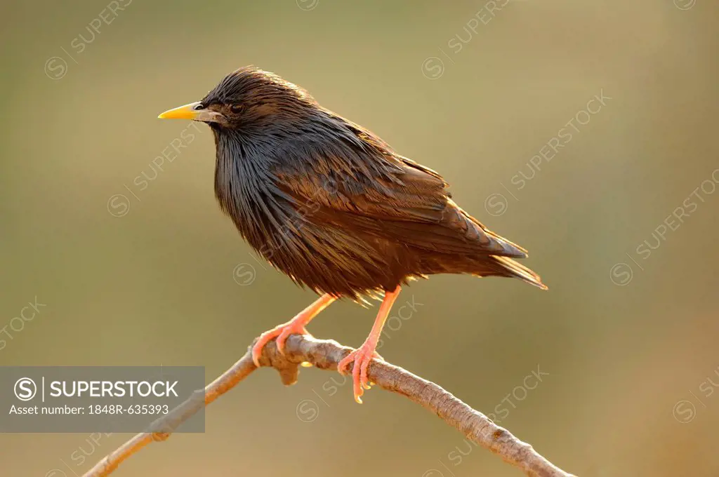 Spotless Starling (Sturnus unicolor), perched on twig in the early morning light
