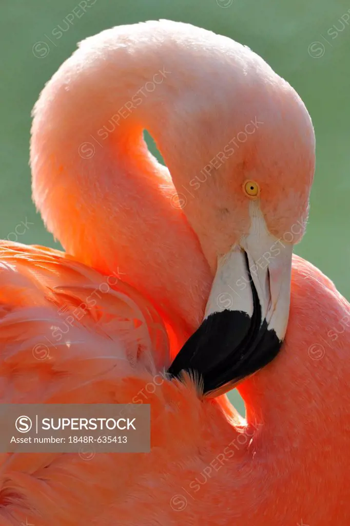 Chilean Flamingo (Phoenicopterus chilensis), preening
