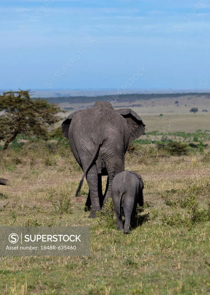 African Bush Elephants (Loxodonta africana), cow with calf from behind, Masai Mara National Reserve, Kenya, East Africa, Africa, PublicGround