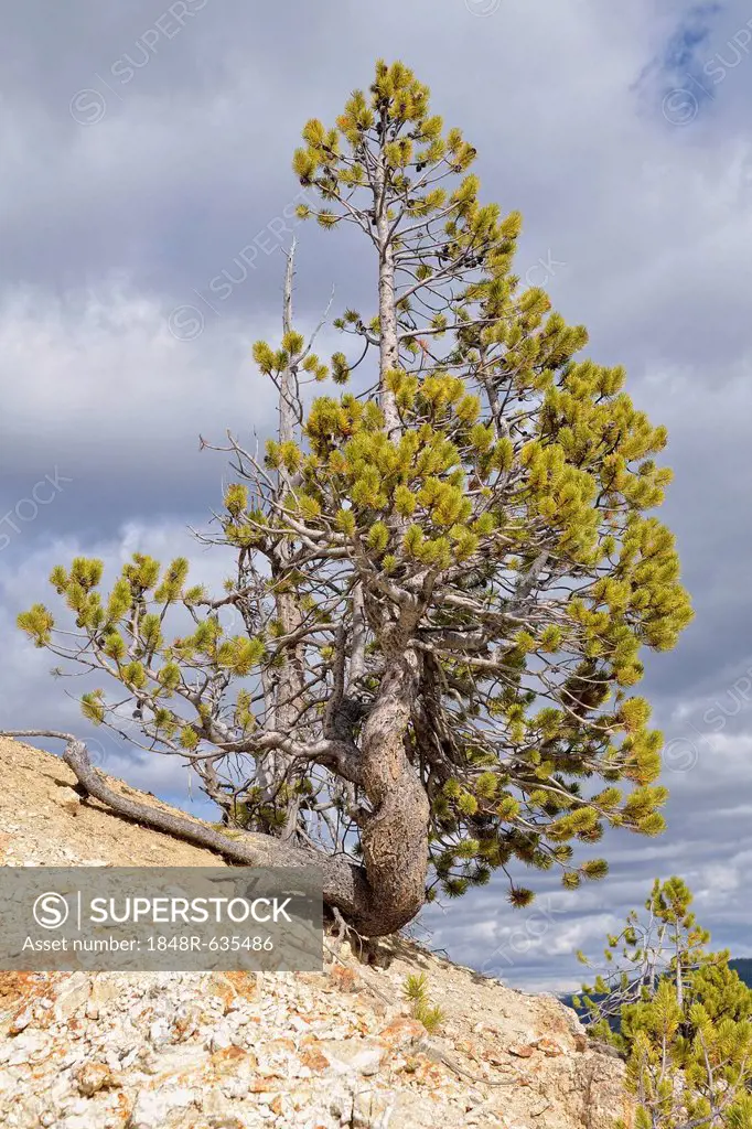 Lodgepole Pine or Shore Pine (Pinus contorta), Grand Canyon of the Yellowstone River, Inspiration Point, North Rim, Yellowstone National Park, Wyoming...