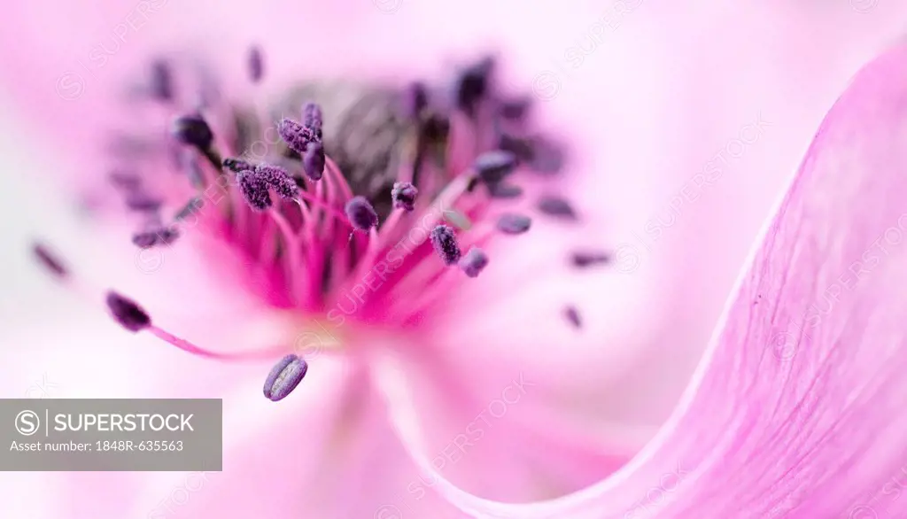 Macro shot of an Anemone (Anemone)