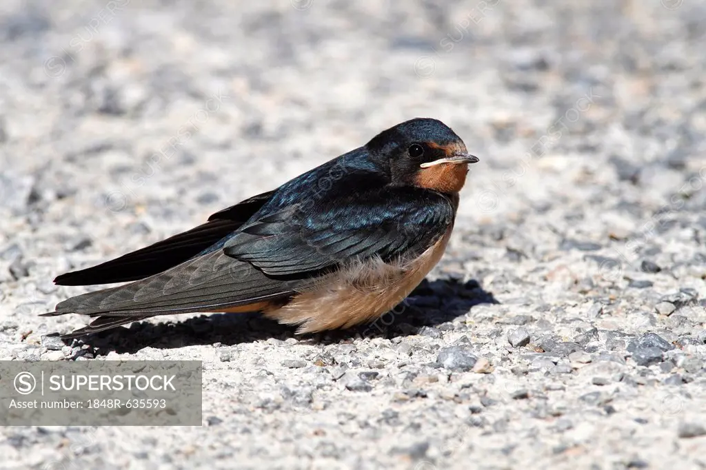Barn Swallow (Hirundo rustica), fledged young sitting on ground, Illmitz, Lake Neusiedl, Burgenland, Austria, Europe