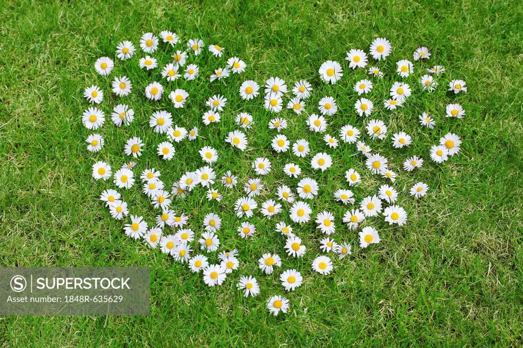 Heart made of daisies on lawn