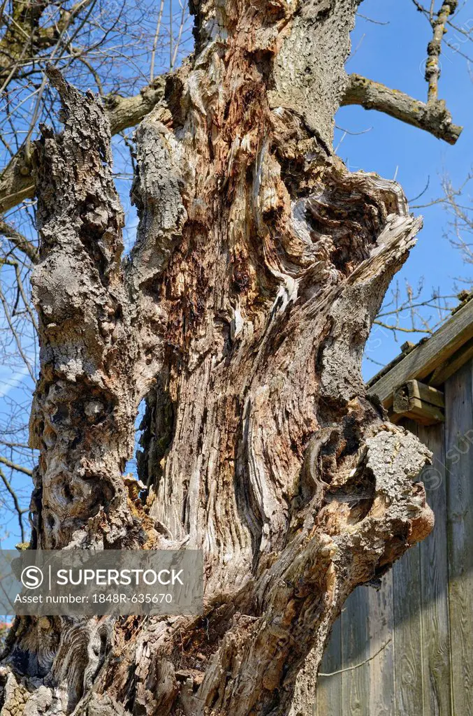 Dead ash tree (Fraxinus excelsior), trunk, Miesbach, Upper Bavaria, Bavaria, Germany, Europe