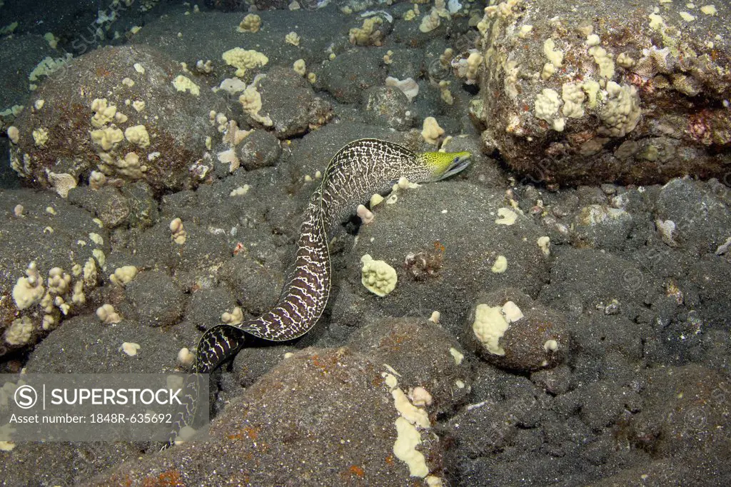 Yellowhead Moray Eel (Gymnothorax rueppellii), in search of food, night dive at Kailua-Kona, Big Island of Hawaii, USA