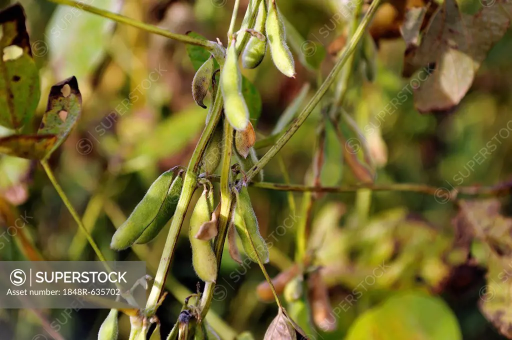 Soybean crop, soybean (Glycine max) with pods, Argentina, South America
