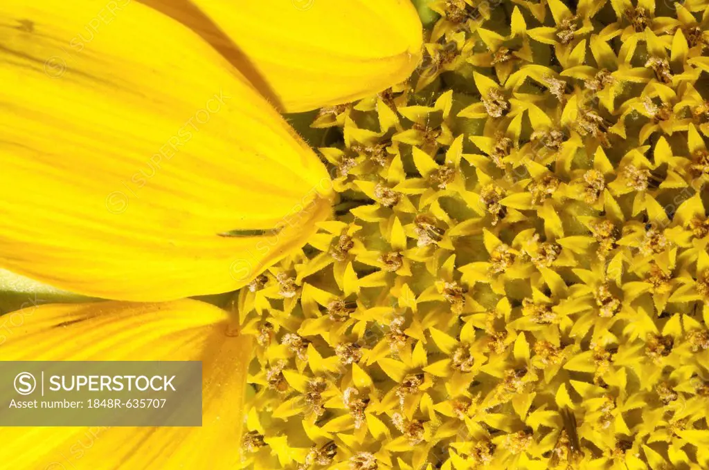 Sunflower (Helianthus annuus), close-up, Odessa, Ukraine, Eastern Europe