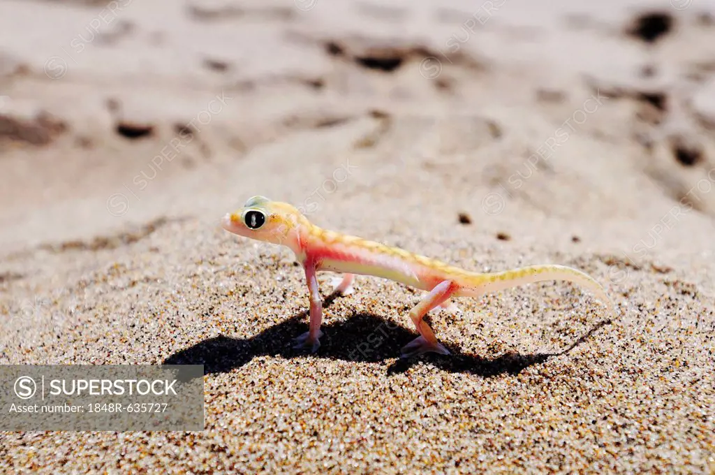 Web-footed gecko, Palmatogecko (Pachydactylus rangei), Namib Naukluft National Park, part of the Namibian Skeleton Coast National Park, Skeleton Coast...