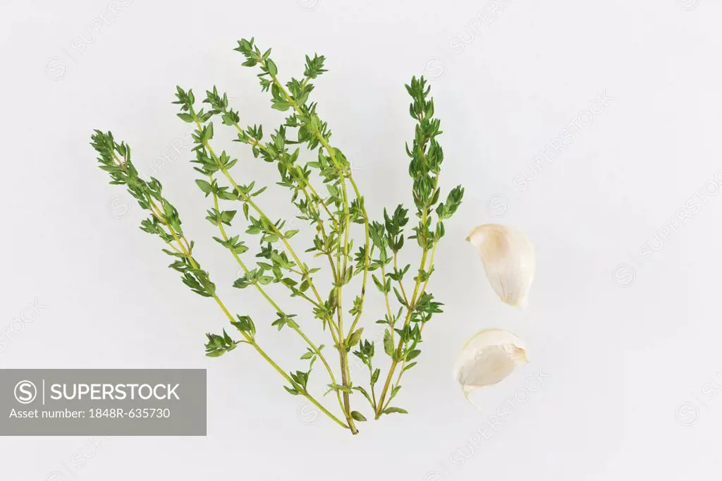 Thyme (Thymus vulgaris), with garlic