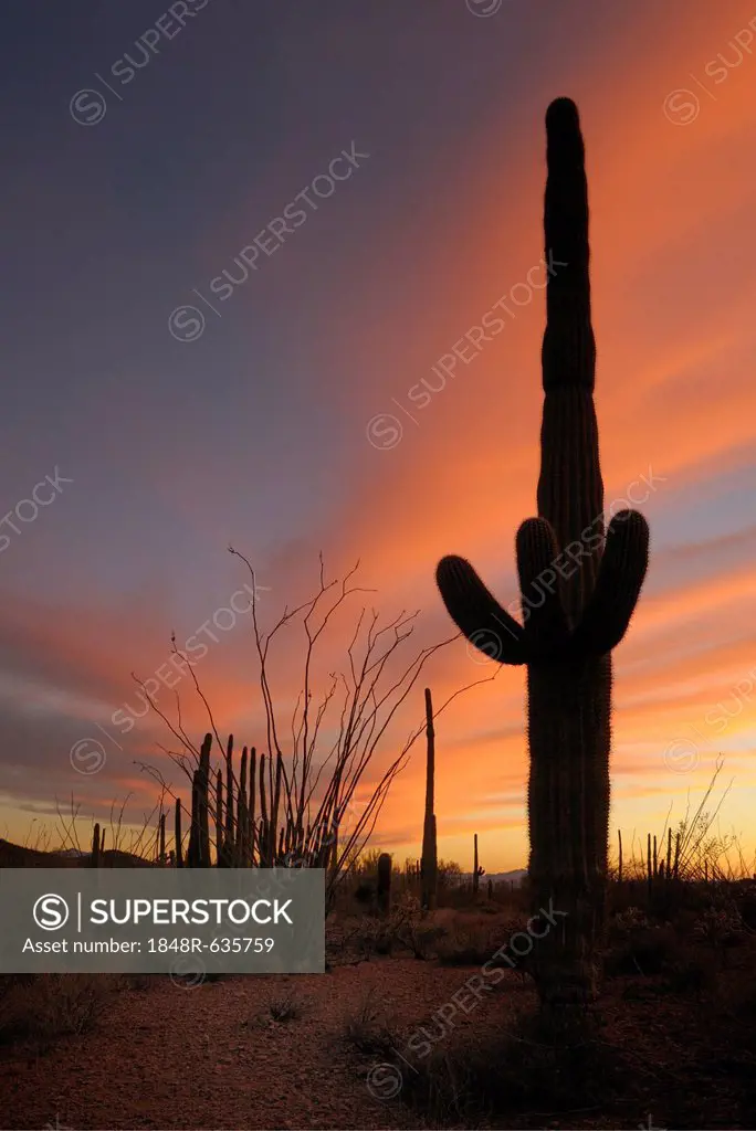 Saguaro Cactus (Carnegiea gigantea), Organ Pipe Cactus National Monument, Arizona, USA, America