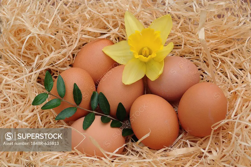Brown chicken eggs with a daffodil, Easter