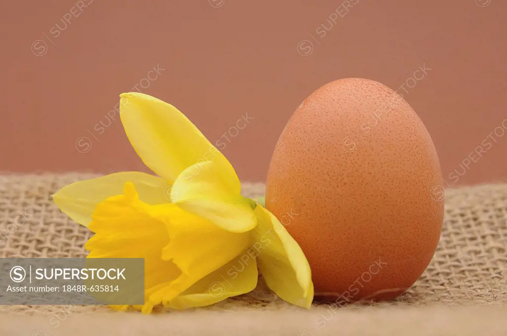 Brown chicken egg with a daffodil