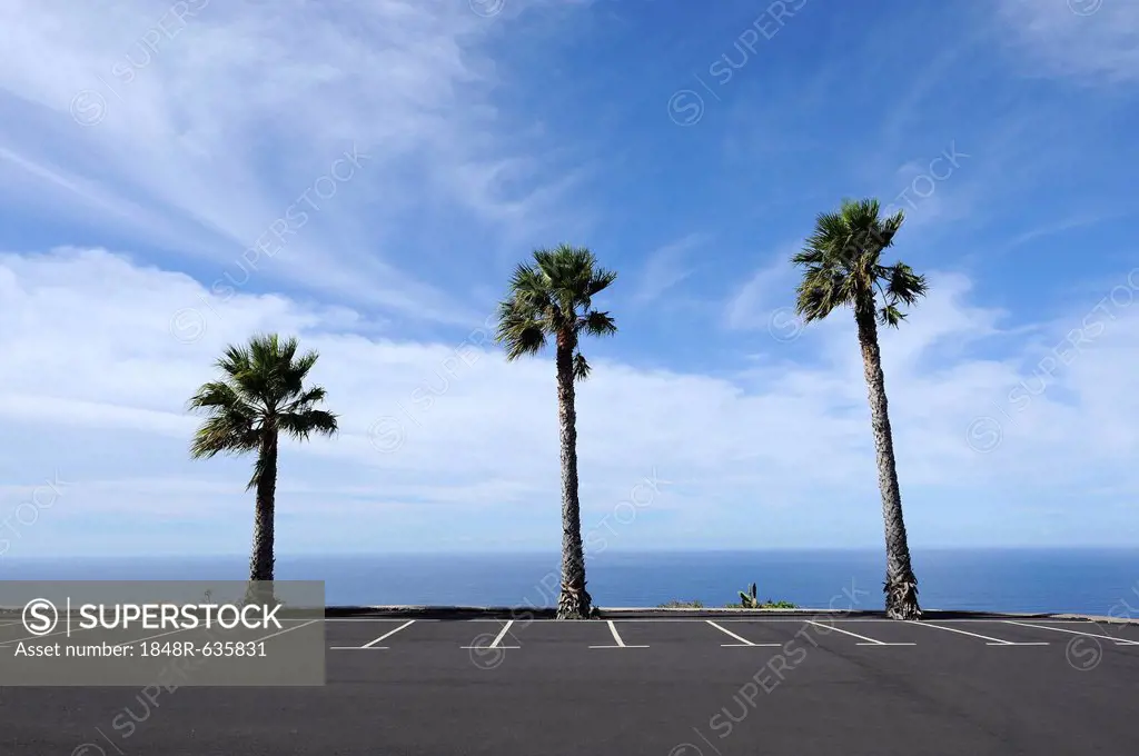 Three palm trees in an empty car park, Santo Domingo de Garafía, La Palma, Canary Islands, Spain, Europe, PublicGround