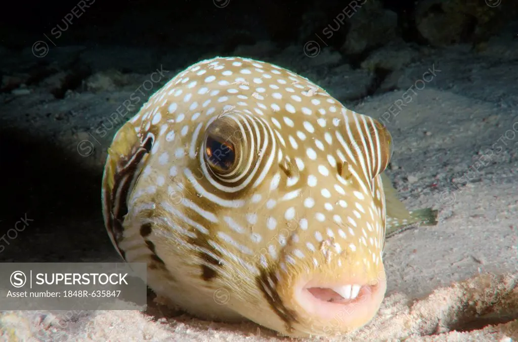 White-spotted puffer (Arothron hispidus), Red Sea, Egypt, Africa