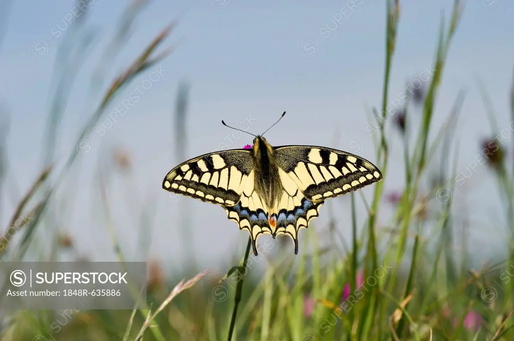 Old world swallowtail (Papilio machaon), Badberg nature reserve, Kaiserstuhl mountain range, Baden-Wuerttemberg, Germany, Europe