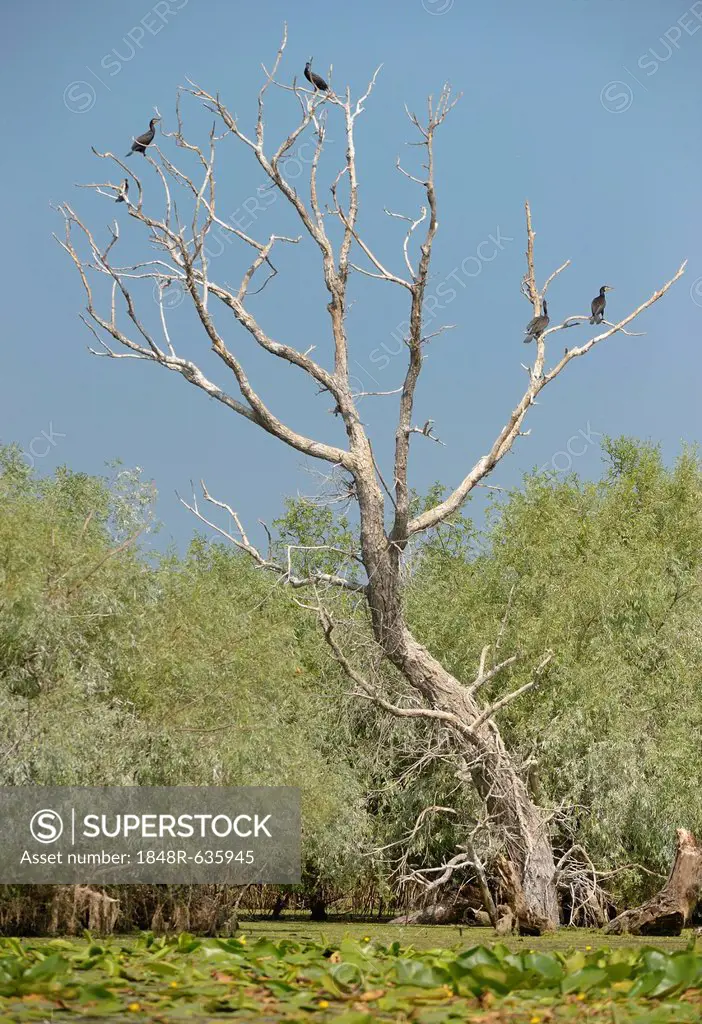 Cormorants (Phalacrocorax), Danube Delta, Murighiol, Romania, Europe