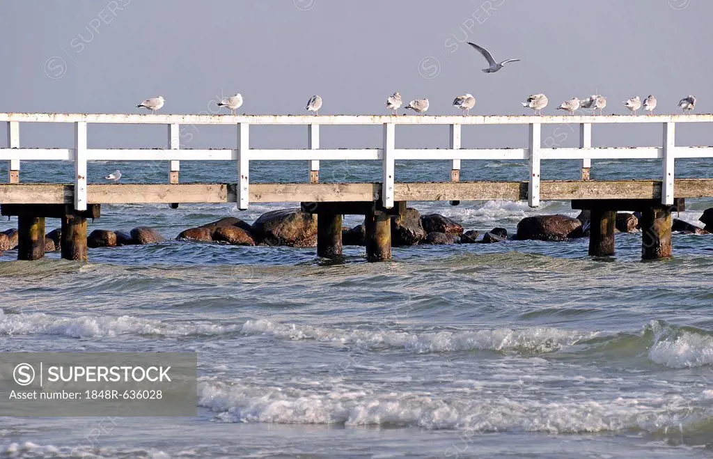 Groemitz pier with seagulls, Baltic Sea, Groemitz, Schleswig-Holstein, Germany, Europe