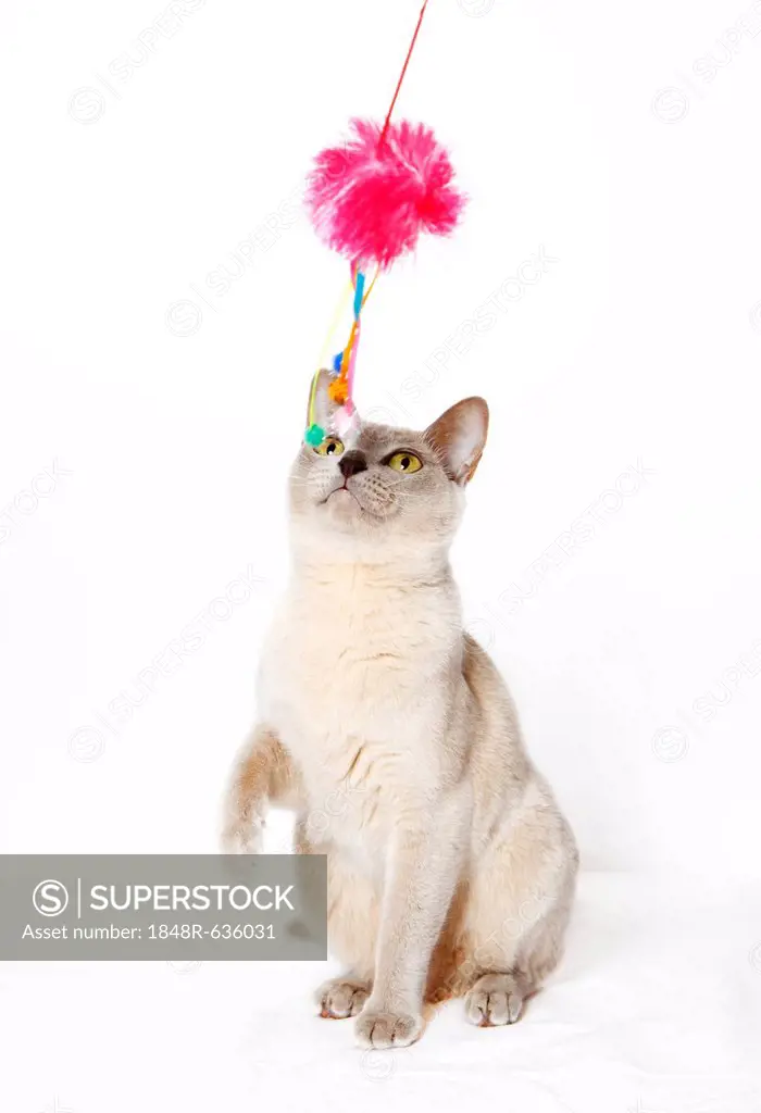 Burmese cat playing with a cat toy