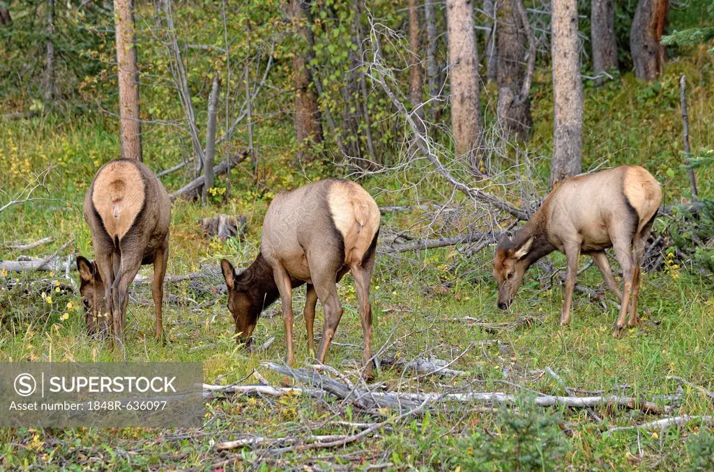 Elk or Wapiti (Cervus canadensis), browsing, Kawuneeche Valley, Trail Ridge Road, Rocky Mountain National Park, Colorado, USA