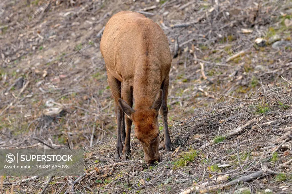 Elk or Wapiti (Cervus canadensis), female, browsing, Kawuneeche Valley, Trail Ridge Road, Rocky Mountain National Park, Colorado, USA
