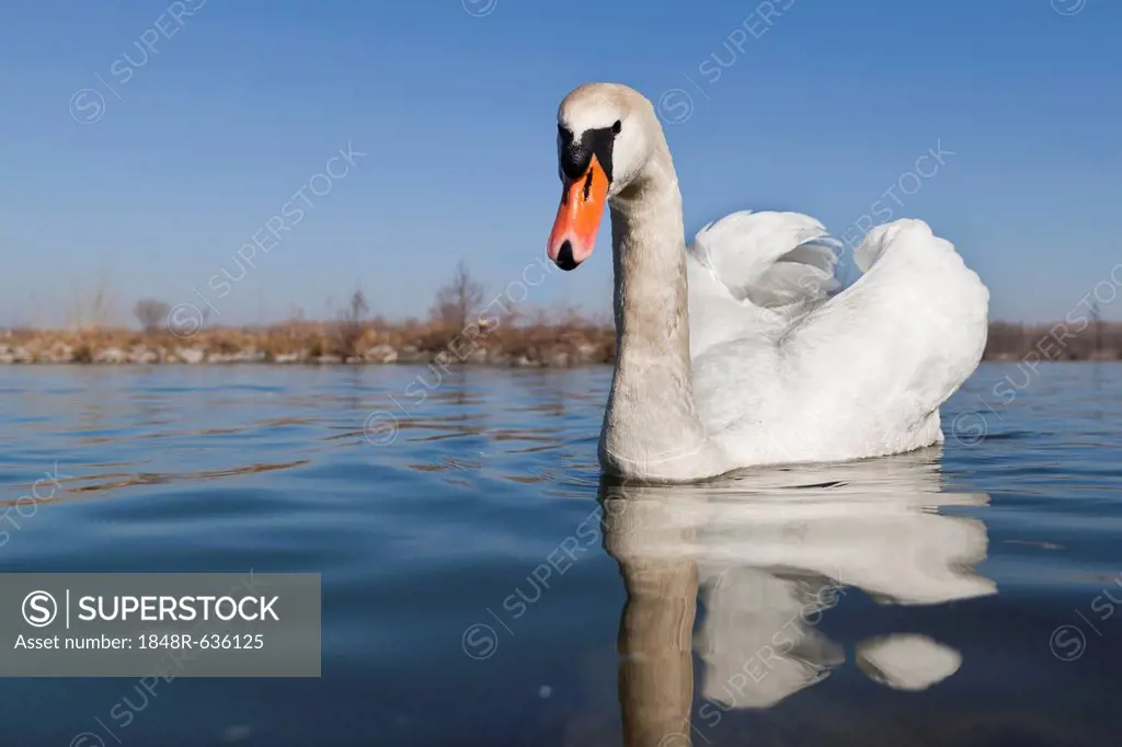 Mute swan (Cygnus olor), Danube river, Tulln, Lower Austria, Austria, Europe