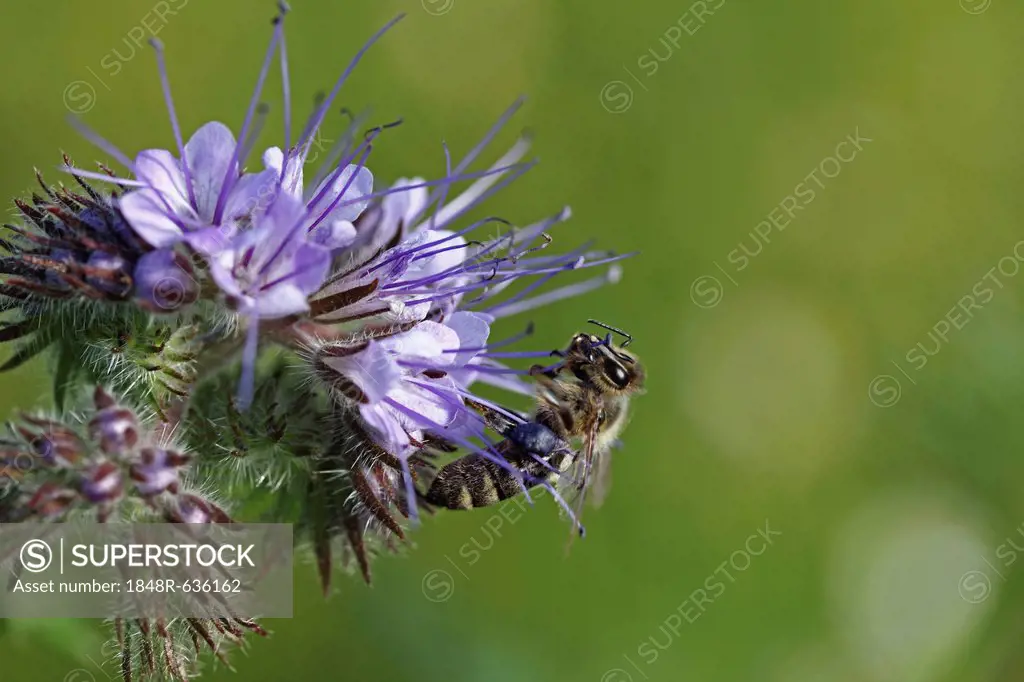 Honey bee (Apis sp.), clinging onto the purple flower, Phacelia, Scorpionweed or Heliotrope (Phacelia sp.)