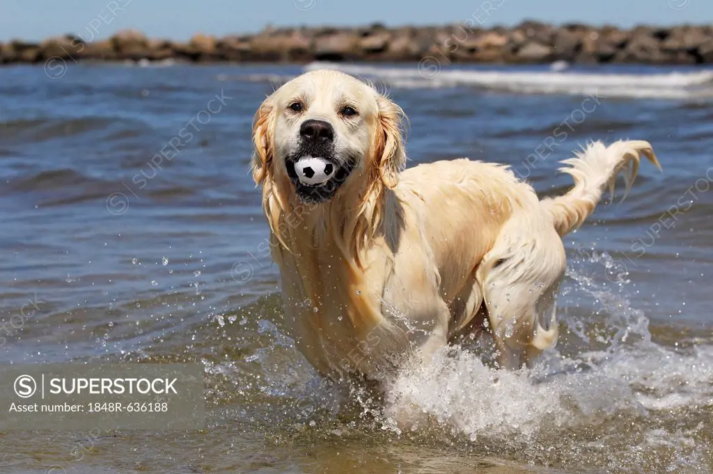 Golden Retriever dog (Canis lupus familiaris), male, two years, retrieving ball from the water at a beach, domestic dog
