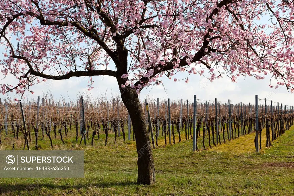 Blossoming almond tree (Prunus dulcis) in front of vine field, Southern Palatinate, Pfalz, Rhineland-Palatinate, Germany, Europe