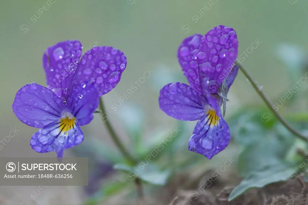 Heartsease (Viola tricolor), Emsland, Germany, Europe