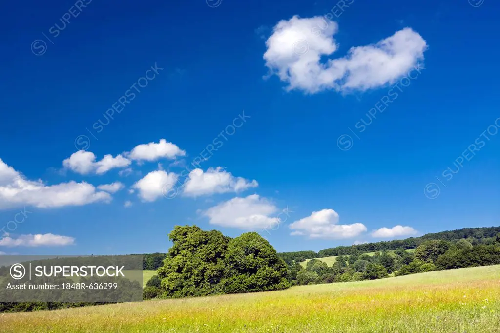 Landscape, Certoryje, National Nature Reserve, Hodonin district, Southern Moravia region, Czech Republic, Europe