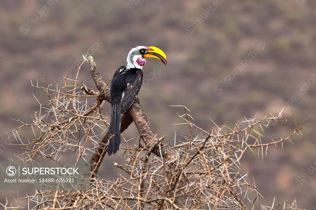 Eastern Yellow-billed Hornbill (Tockus flavirostris), Samburu National Reserve, Kenya, East Africa, PublicGround