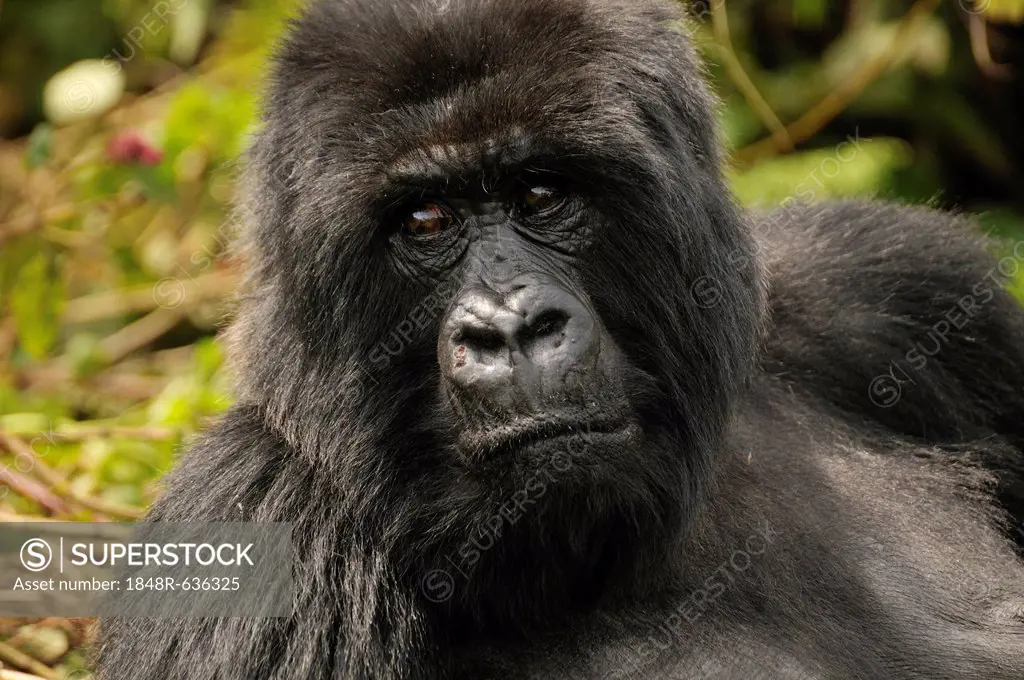 Mountain Gorilla (Gorilla beringei beringei) from the Hirwa group at the foot of the Gahinga Volcano, Parc National des Volcans, Volcanoes National Pa...