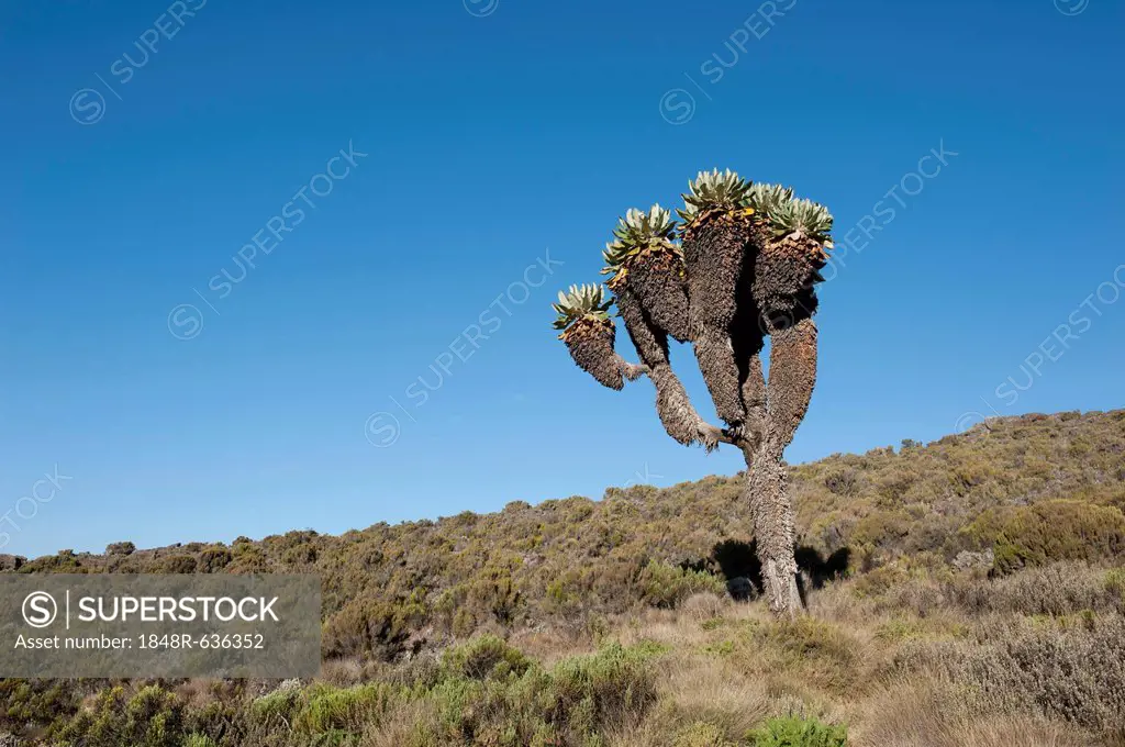 Giant Groundsel (Dendrosenecio kilimanjari, Senecio ssp.), near Camp Horombo Hut, Mount Kilimanjaro, Marangu Route, Tanzania, East Africa