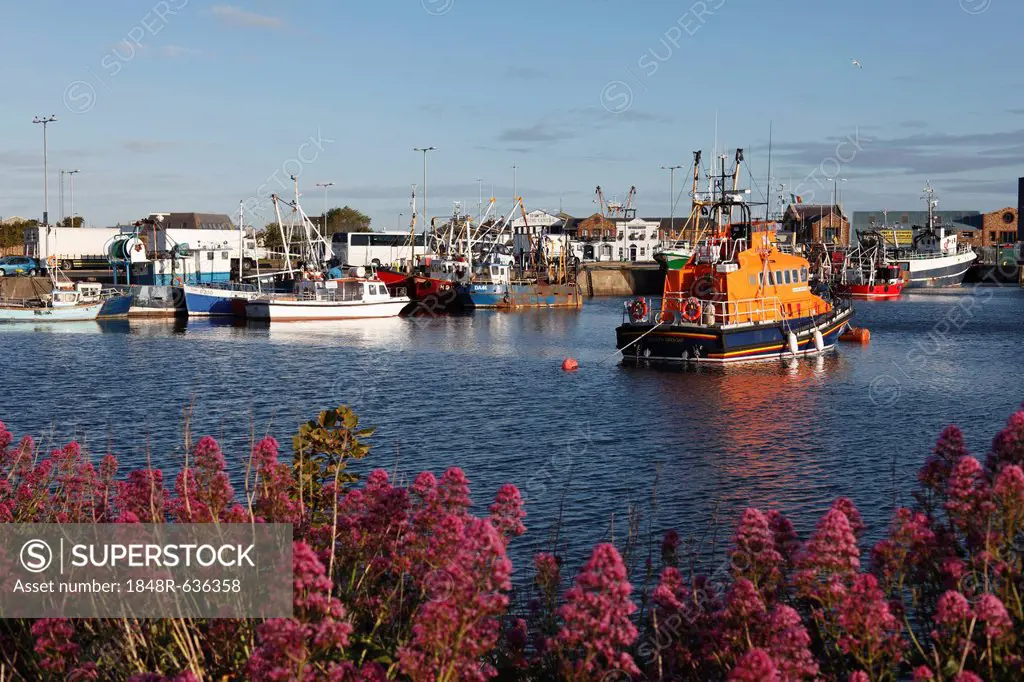 Fishing port of Howth, near Dublin, County Fingal, Leinster, Ireland, Europe, PublicGround