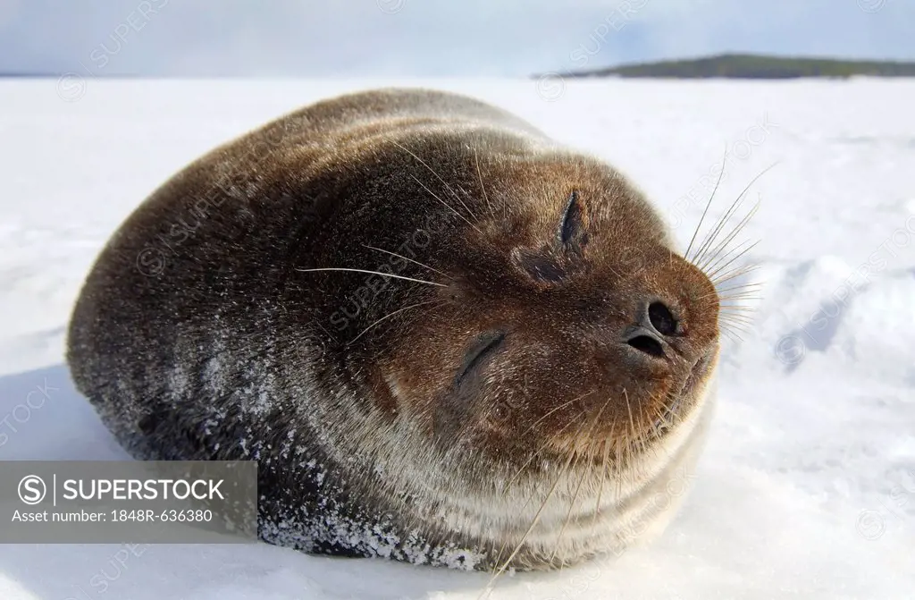 Ringed seal (Pusa hispida), White Sea, Kareliya, north Russia, Arctic