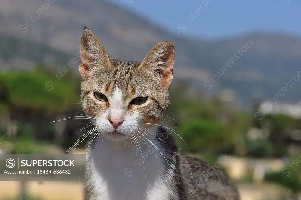 Stray cat, Stalida, Stalis, Crete, Greece, Europe