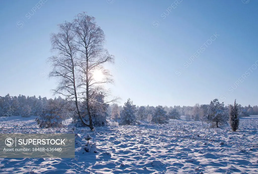 Winter landscape in the Lueneburg Heath, Lower Saxony, Germany, Europe