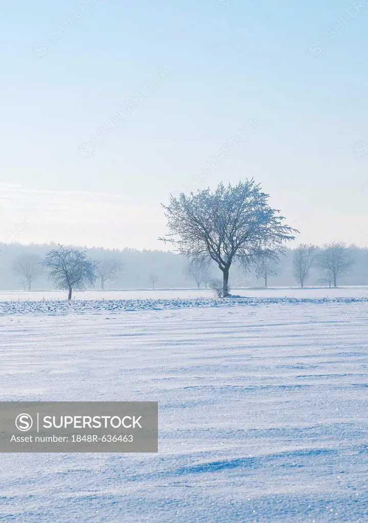 Winter landscape, Lower Saxony, Germany, Europe