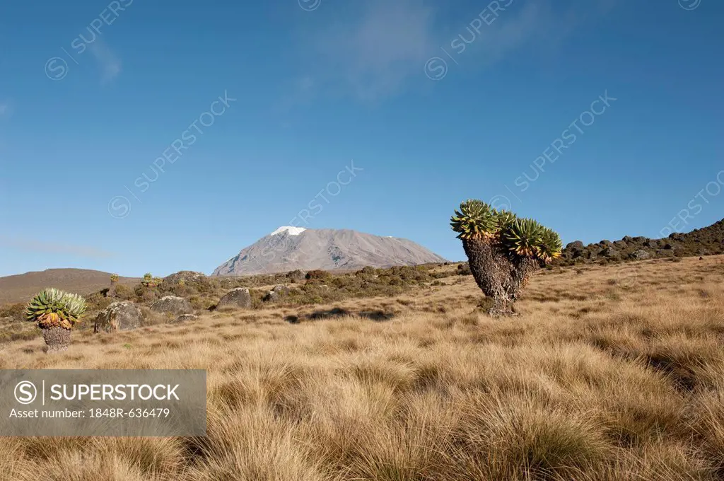 Kibo Peak, extinct volcano, Giant Groundsel (Dendrosenecio Kilimanjari), Kilimanjaro National Park, Marangu Route, Tanzania, East Africa, Africa