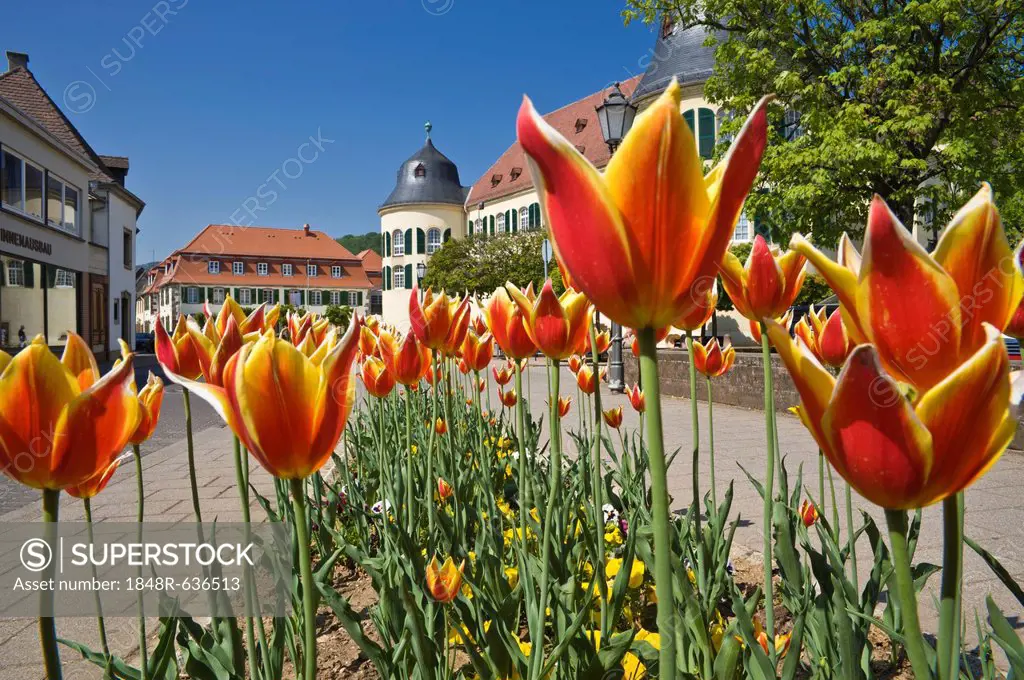 Castle with tulip blossom, Bad Bergzabern, Deutsche Weinstrasse, German Wine Road, Pfalz, Rhineland-Palatinate, Germany, Europe