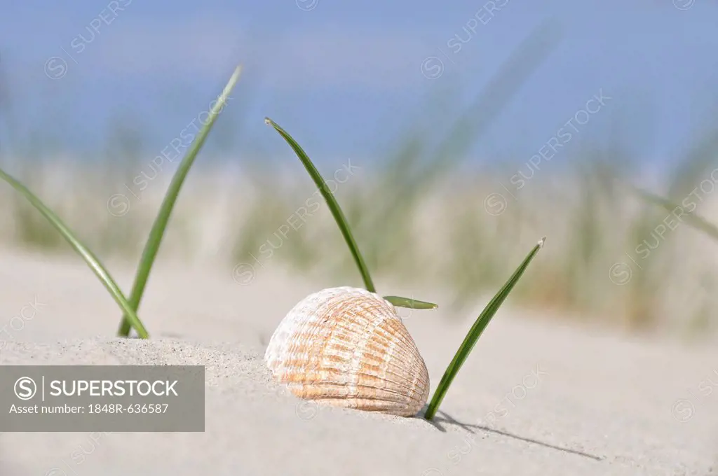Shell in the dune grass, beach on the North Sea, St. Peter-Ording, Schleswig-Holstein, Germany, Europe