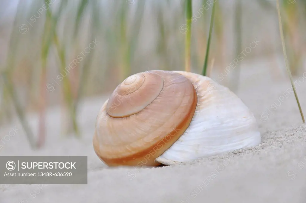 Snail shell in the sand, beach on the North Sea, St. Peter-Ording, Schleswig-Holstein, Germany, Europe