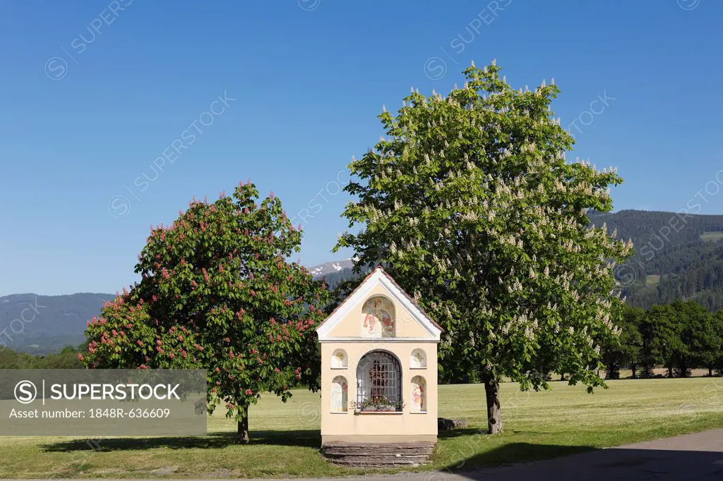 Chapel and flowering chestnut trees, horse chestnut (Aesculus hippocastanum), Prankh, community of St. Marein near Knittelfeld, Upper Styria, Styria, ...
