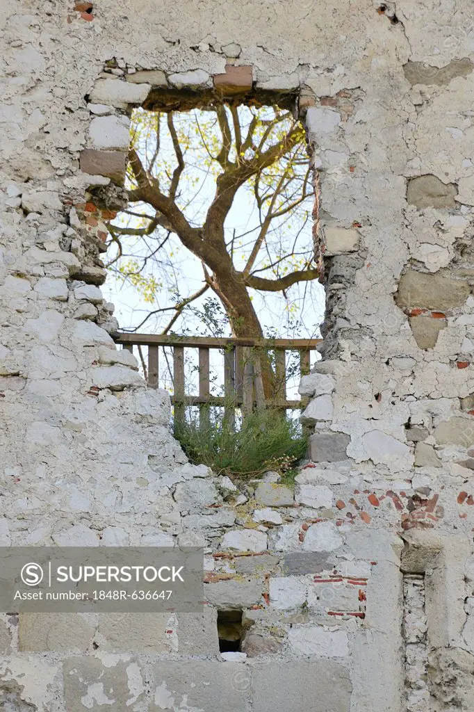 Tree growing on a hole in a wall, Falkenstein castle ruin, Lower Austria, Austria, Europe