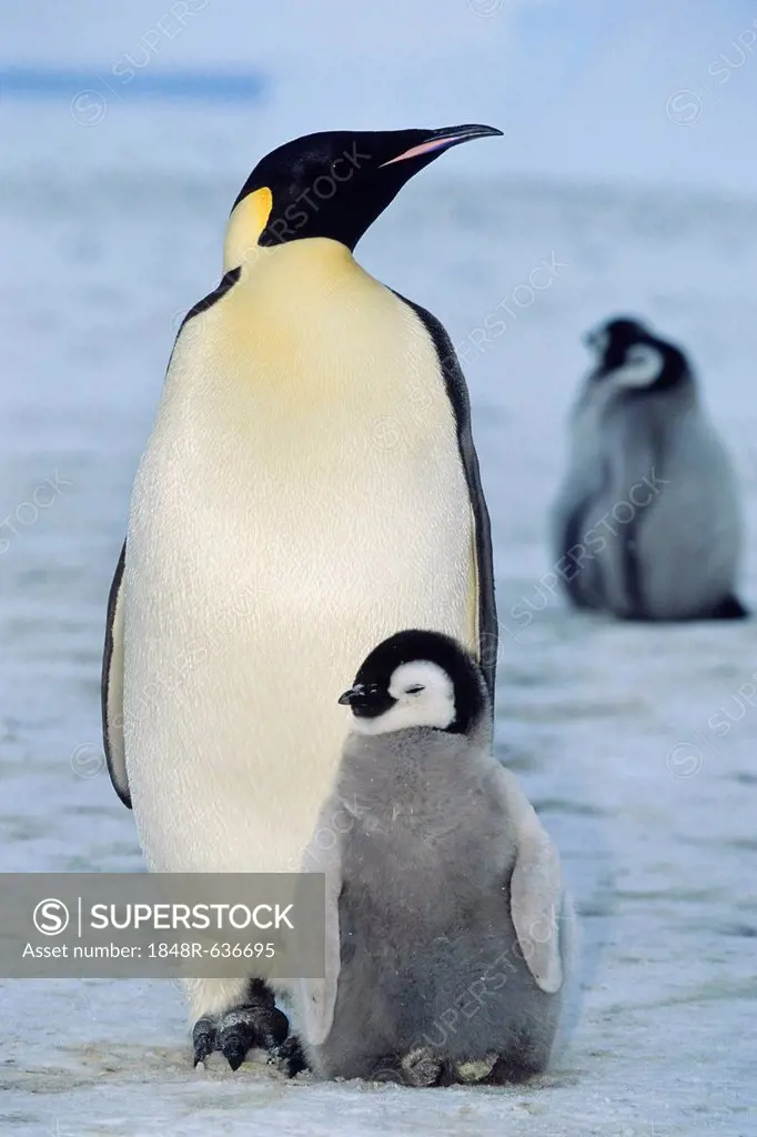 Emperor penguin (Aptenodytes forsteri) with chicks, shelf ice, ice shelf, Weddell Sea, Antarctica