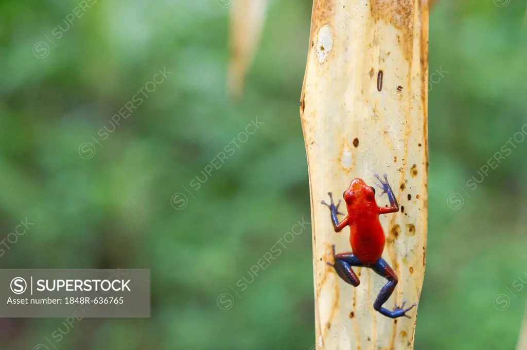 Strawberry poison frog or Strawberry poison-dart frog (Oophaga pumilio syn. Dendrobates pumilio), Laguna del Lagarto Lodge, Alajuela, Costa Rica, Cent...